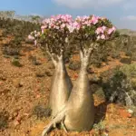 Socotra 2024