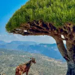 Socotra 2024