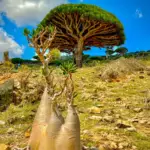 Socotra 2024